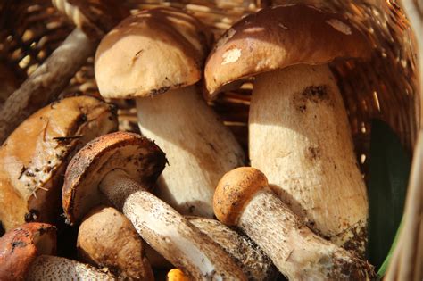 czas wzrostu grzybow lesnych